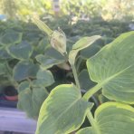 Funkia (Hosta) ‘Frances Williams’  – kont. C1,5L